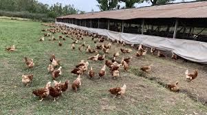 Huevos de gallinas libres de jaula: O la vuelta del viejo gallinero  pensando en el bienestar animal » Bichos de Campo