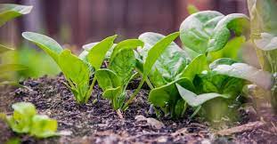 6 Fast Growing Vegetable Crops To Start