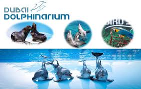 dubai dolphin show covid tickets