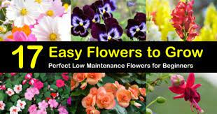 17 Easy Flowers To Grow Perfect Low