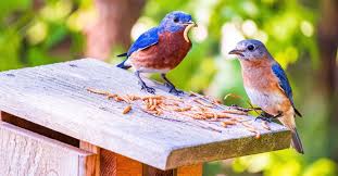 How To Feed Mealworms To Backyard Birds