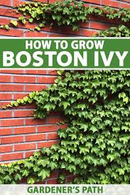 how to grow and care for boston ivy
