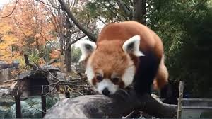 do red pandas make noise zoo answers