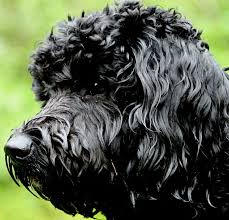 Born on the 17th dec. Complete Guide To The Sproodle Springerdoodle Dog Breed