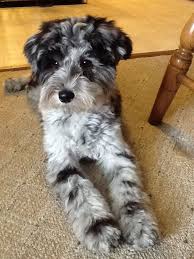 My Schnoodle Tinker Schnoodle Dog Poodle Mix Dogs Cute Dogs