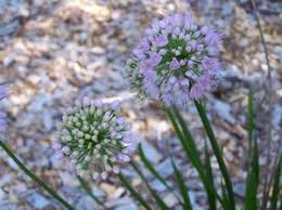 Allium angulosum 'Summer Beauty' from Quackin Grass Nursery