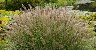 How To Grow Ornamental Maiden Grass