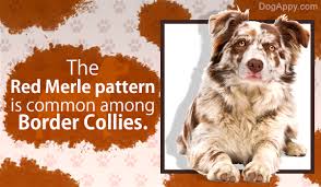 Everything You Need To Know About Border Collie Colors And