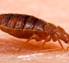 what good is a bed bug mattress cover