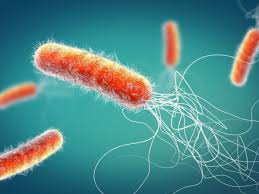 how antibiotic resistant gut bacteria