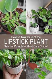 lipstick plant care how to help your