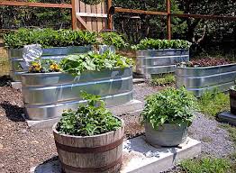 Rain Barrel Garden Horse Trough