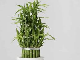 Lucky Bamboo Plant Profile And Care