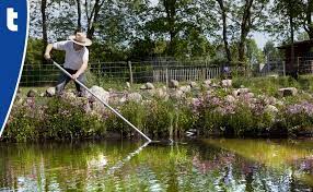 Pond Care In All Seasons Tips For