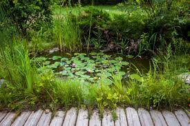 backyard ponds for beginners the