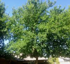 Maybe you would like to learn more about one of these? Cedar Elm Tree School Identification Guide Preservation Tree Services Dallas Fort Worth Tx