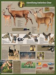 Identify Mature Does For Harvest How To Age Antlerless Deer