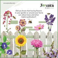 jeevoka 8 plants that attract bees
