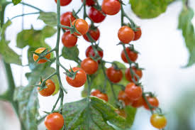 how to grow tomatoes upside down
