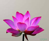 mor-lotus-çiçeği-ne-anlama-gelir