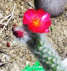 Selecting a location is a good place to when planting the cactus i never dig a deep hole down in the potting mix. Austrocylindropuntia Vestita Cactus Plants Planting Succulents Succulents Garden