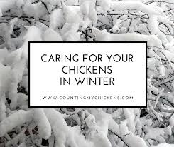 Caring For Your Chickens In Winter A Guidecounting My Chickens