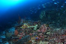 Image result for under the sea