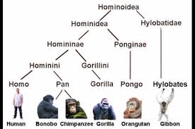 Image Result For Human Taxonomy Human Evolution Human