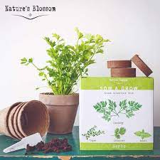 Thyme Herb Garden Kit