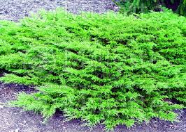 photo of juniperus calgary carpet