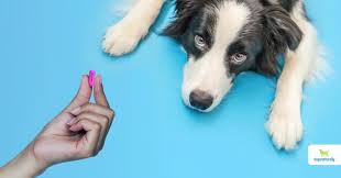 benadryl for dogs is it safe dogs