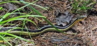 Like their relatives the watersnakes, garter snakes will often thrash around when picked up. Garter Snake In The Garden Let It Be Lawnstarter