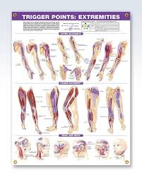 Trigger Points Torso And Extremities Chart Set 20x26