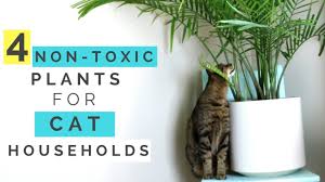 Obviously, cat grass is not toxic to cats and my cats absolutely love it. 20 Toxic And Poisonous Plants For Cats