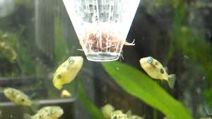 Dwarf Puffer Fish Care Size Lifespan Tankmates Breeding