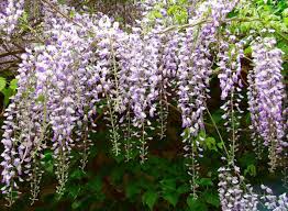 Plant wisteria blue moon in slightly acidic soil with a ph of 6.0 to 7.0. Wisteria Vine Types Care And Propagation Dengarden