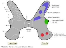 Medulla spinalis) znajduje się w kanale kręgowym utworzonym przez nałożone na siebie kręgi kręgosłupa. Blaszki Rexeda Wikipedia Wolna Encyklopedia