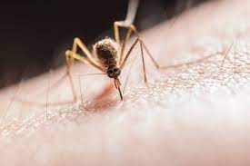 Komar, meszka, a może… pluskwa? Jak objawiają się ukąszenia domowego  robactwa? – Zdrowie Wprost