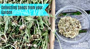 Collecting Seeds From Your Garden