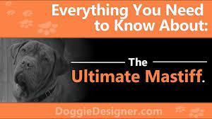 The Ultimate Mastiff A Complete Guide Doggie Designer