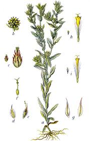 Filago vulgaris - Wikipedia