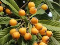Is loquat good for high blood pressure?