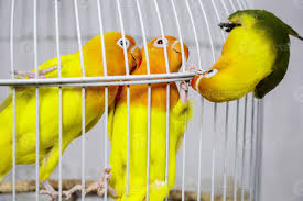 bird cage three love birds