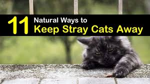 11 natural ways to keep stray cats away