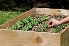 Soil In Raised Garden Beds