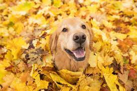 107,491 Autumn Dog Stock Photos, Pictures & Royalty-Free Images - iStock