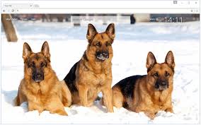 German shepherd dog information including pictures, training, behavior, and care of german. H3njuljlx8zcpm