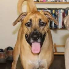 Or send your donation to indi lab rescue 13340 bessemer street valley glen, ca 91401. Rehomed Abby Awesome Lab Bloodhound Mix Los Angeles