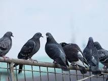 what-is-a-group-of-pigeon-called