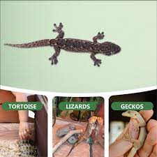 leopard gecko carpet reptile carpet